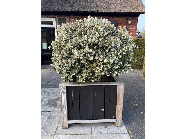 Plantenbak met meerstammige osmanthus burkwoodii - afbeelding 1 van  2