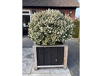 Plantenbak met meerstammige osmanthus burkwoodii - afbeelding 1 van  2