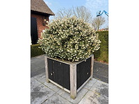 Plantenbak met meerstammige osmanthus burkwoodii - afbeelding 2 van  2