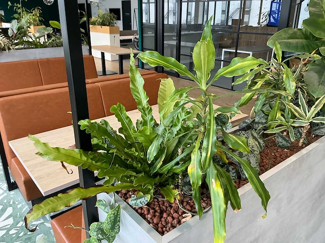 Plantenbak met planten - afbeelding 3 van  4