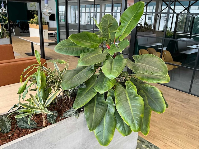 Plantenbak met planten - afbeelding 4 van  4