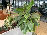 Plantenbak met planten - afbeelding 4 van  4
