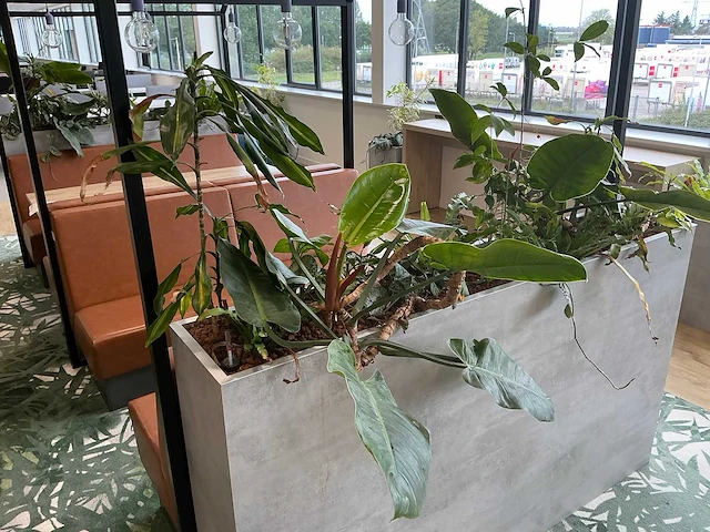 Plantenbak met planten - afbeelding 4 van  5