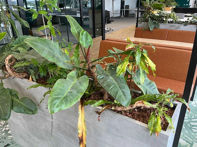 Plantenbak met planten - afbeelding 5 van  5