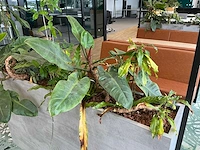 Plantenbak met planten - afbeelding 5 van  5
