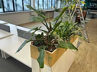 Plantenbak met planten - afbeelding 2 van  5