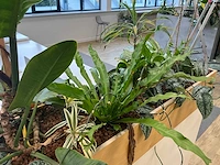 Plantenbak met planten - afbeelding 3 van  5