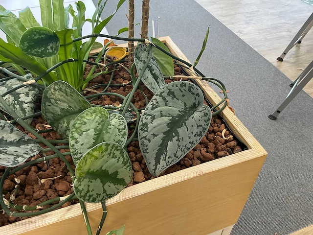 Plantenbak met planten - afbeelding 5 van  5