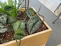 Plantenbak met planten - afbeelding 5 van  5