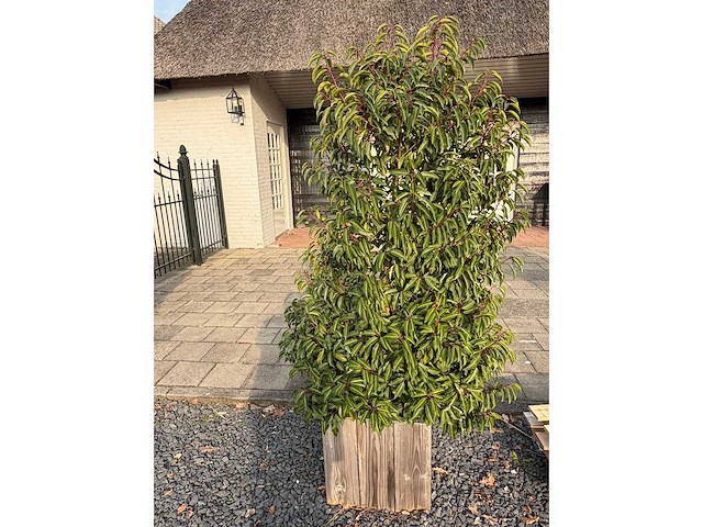 Plantenbak met prunus lusitanica (2x) - afbeelding 1 van  1