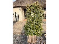 Plantenbak met prunus lusitanica (2x) - afbeelding 1 van  1