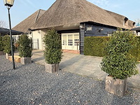 Plantenbak met prunus lusitanica (3x) - afbeelding 1 van  6