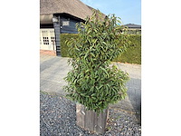 Plantenbak met prunus lusitanica (3x) - afbeelding 2 van  6