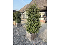 Plantenbak met prunus lusitanica (3x) - afbeelding 3 van  6