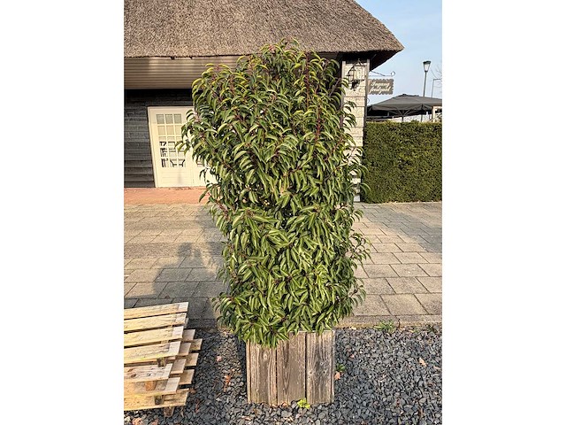 Plantenbak met prunus lusitanica (3x) - afbeelding 4 van  6