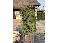 Plantenbak met prunus lusitanica (3x) - afbeelding 4 van  6