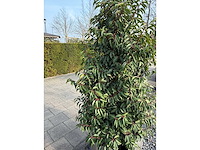 Plantenbak met prunus lusitanica (3x) - afbeelding 5 van  6