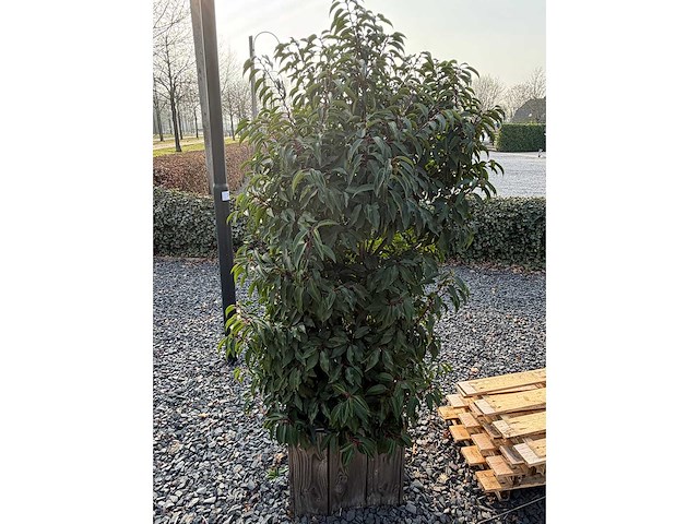 Plantenbak met prunus lusitanica (3x) - afbeelding 6 van  6