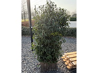 Plantenbak met prunus lusitanica (3x) - afbeelding 6 van  6