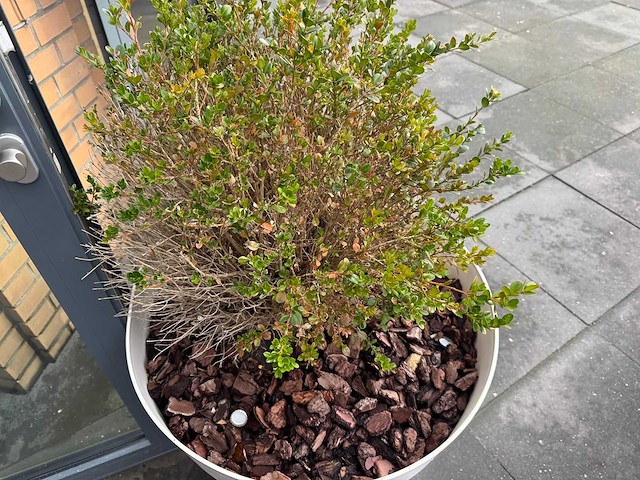 Plantenbak "vapiano" (2x) - afbeelding 2 van  5