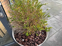 Plantenbak "vapiano" (2x) - afbeelding 2 van  5