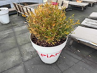 Plantenbak "vapiano" (2x) - afbeelding 3 van  5