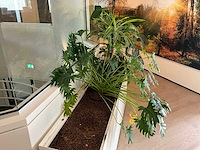 Plantenbak - afbeelding 3 van  4