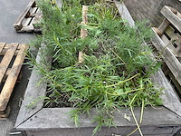 Plantenbak - afbeelding 10 van  10