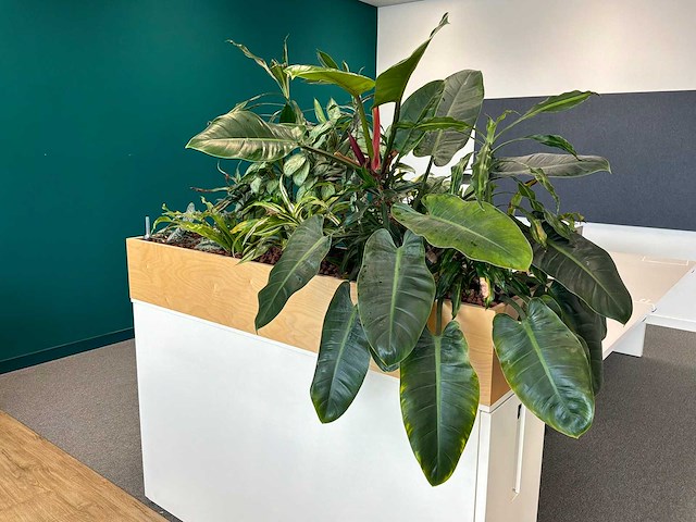 Plantenbak - afbeelding 1 van  4