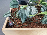 Plantenbak - afbeelding 3 van  4