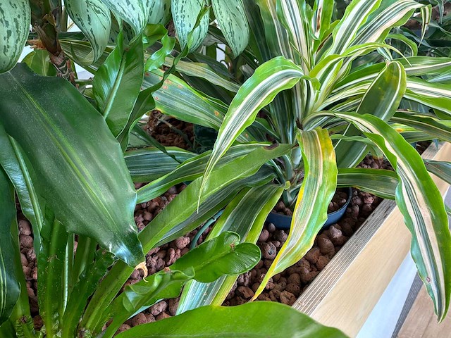 Plantenbak - afbeelding 4 van  4