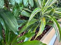 Plantenbak - afbeelding 4 van  4