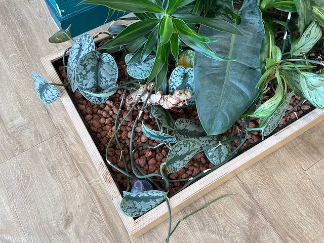 Plantenbak - afbeelding 3 van  4
