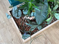 Plantenbak - afbeelding 3 van  4