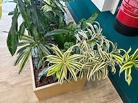 Plantenbak - afbeelding 4 van  4