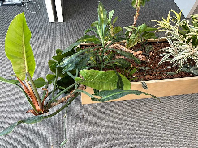 Plantenbak - afbeelding 2 van  4