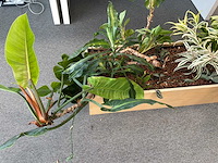 Plantenbak - afbeelding 2 van  4