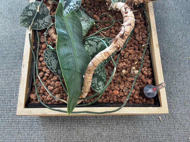 Plantenbak - afbeelding 4 van  4
