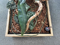 Plantenbak - afbeelding 4 van  4