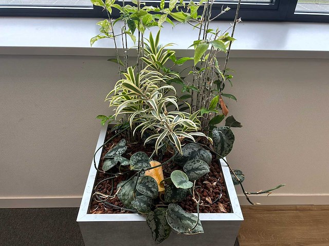 Plantenbak - afbeelding 2 van  4