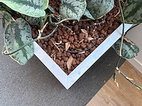 Plantenbak - afbeelding 4 van  4