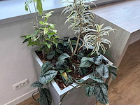 Plantenbak - afbeelding 2 van  4