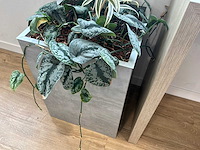 Plantenbak - afbeelding 4 van  4