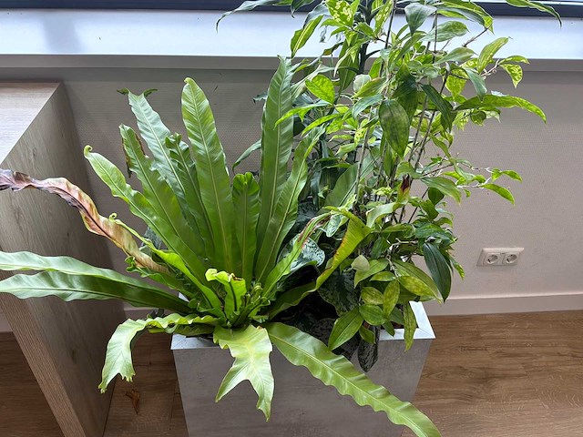 Plantenbak - afbeelding 2 van  4