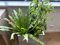 Plantenbak - afbeelding 2 van  4
