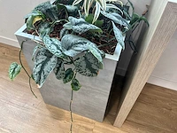 Plantenbak - afbeelding 4 van  4