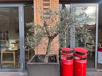 Plantenbak - afbeelding 3 van  4