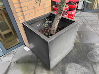 Plantenbak - afbeelding 4 van  4