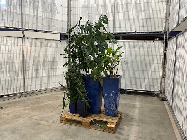 Plantenbakken met kamerplanten (5x) - afbeelding 1 van  8