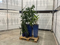 Plantenbakken met kamerplanten (5x) - afbeelding 1 van  8